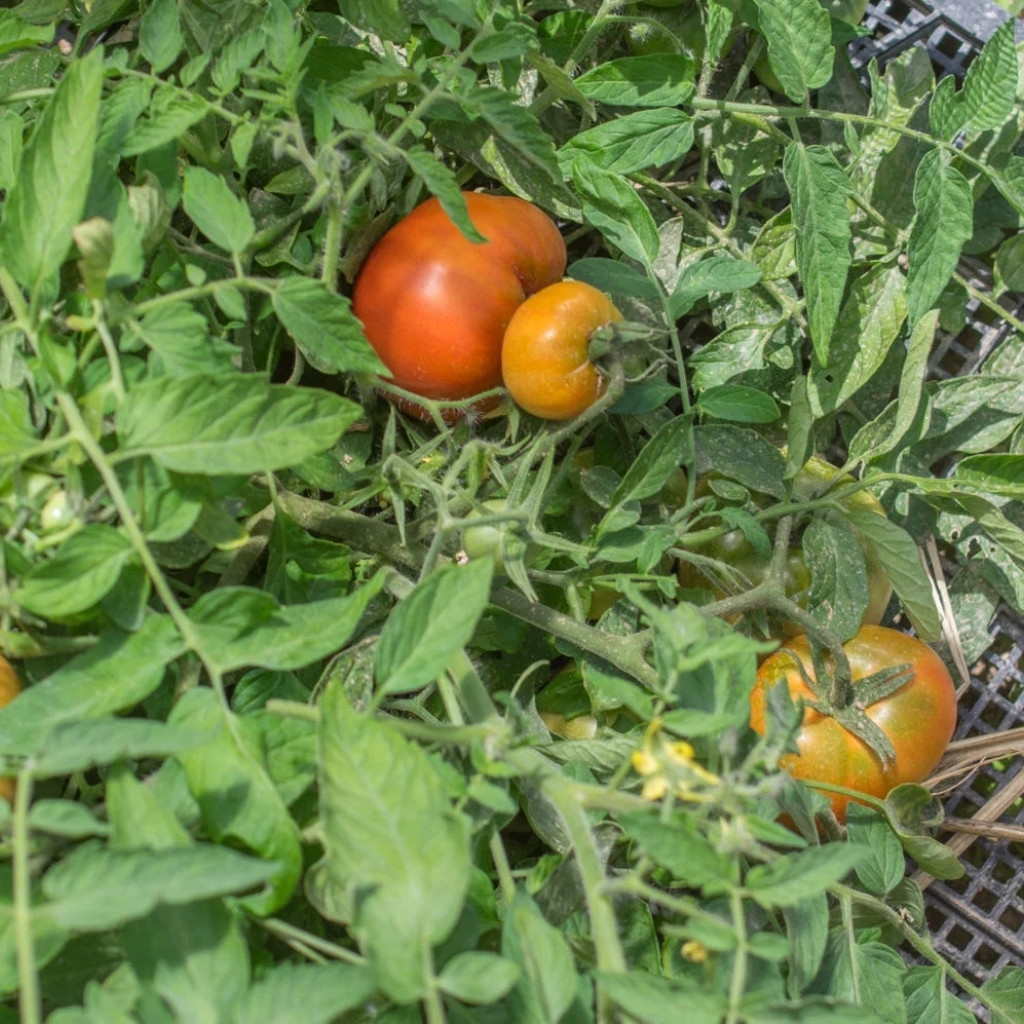 Tomato seeds Mongolian Dwarf - 10