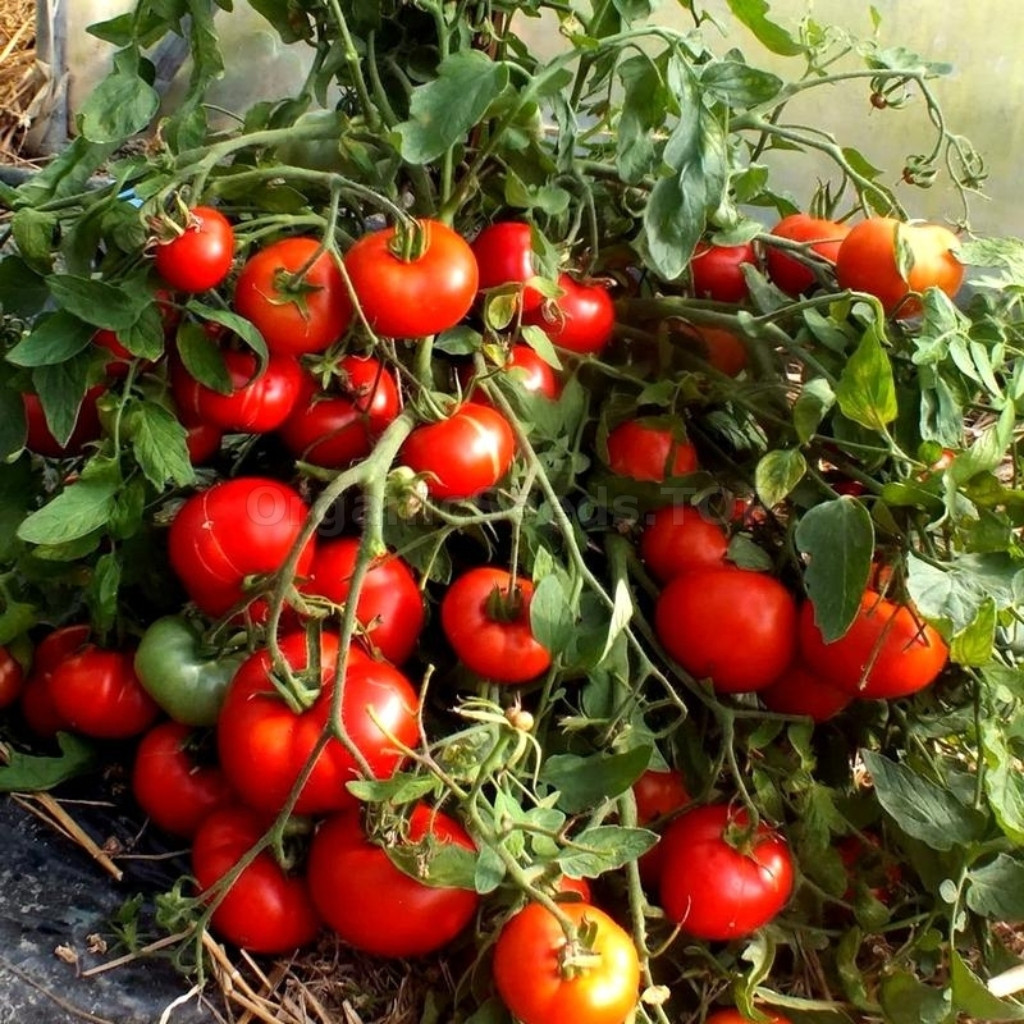 Tomato seeds Mongolian Dwarf - 10