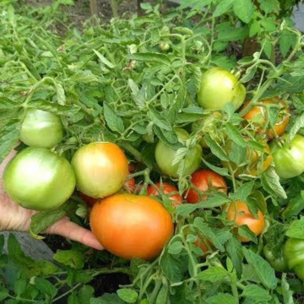 Tomato seeds Mongolian Dwarf - 10
