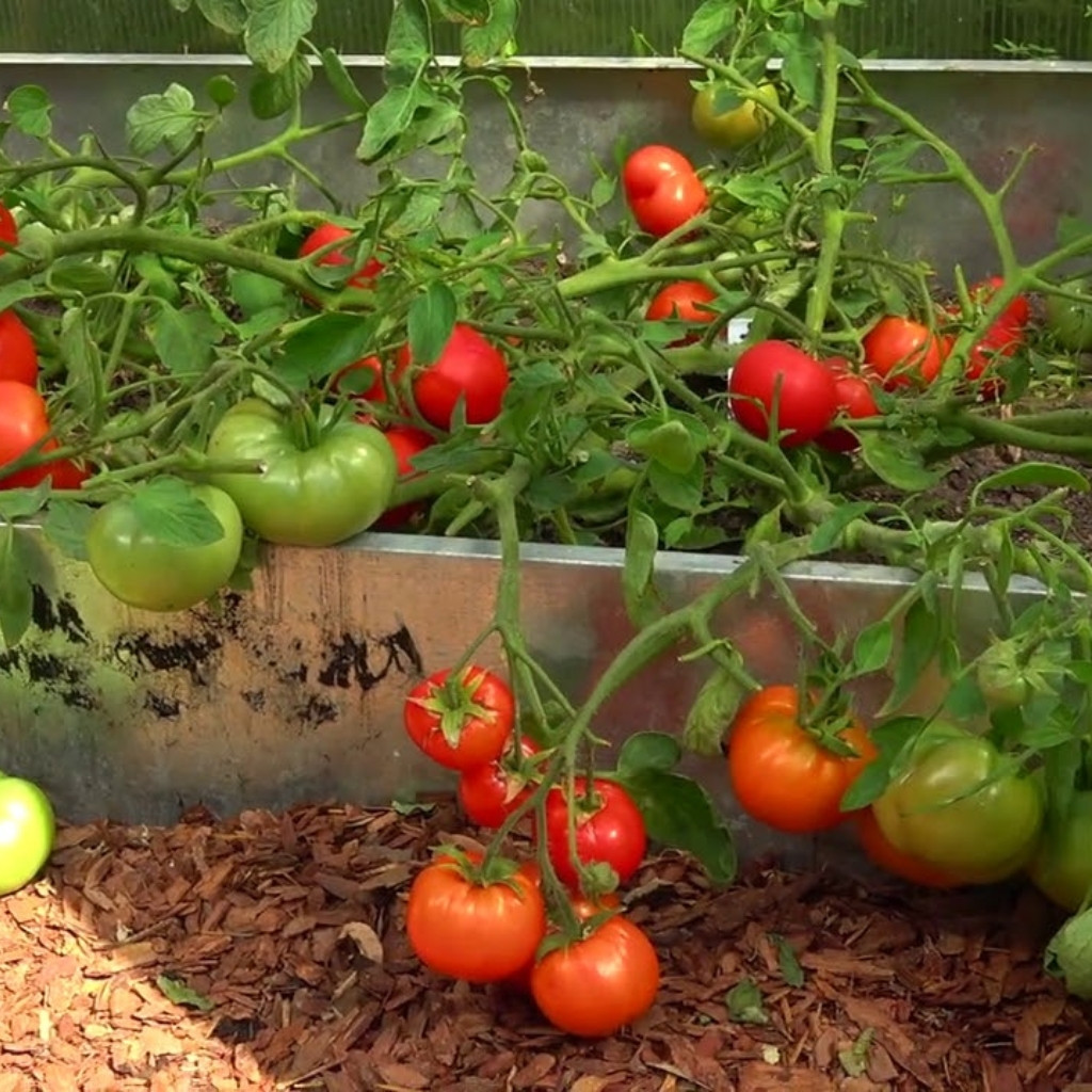 Tomato seeds Mongolian Dwarf - 10