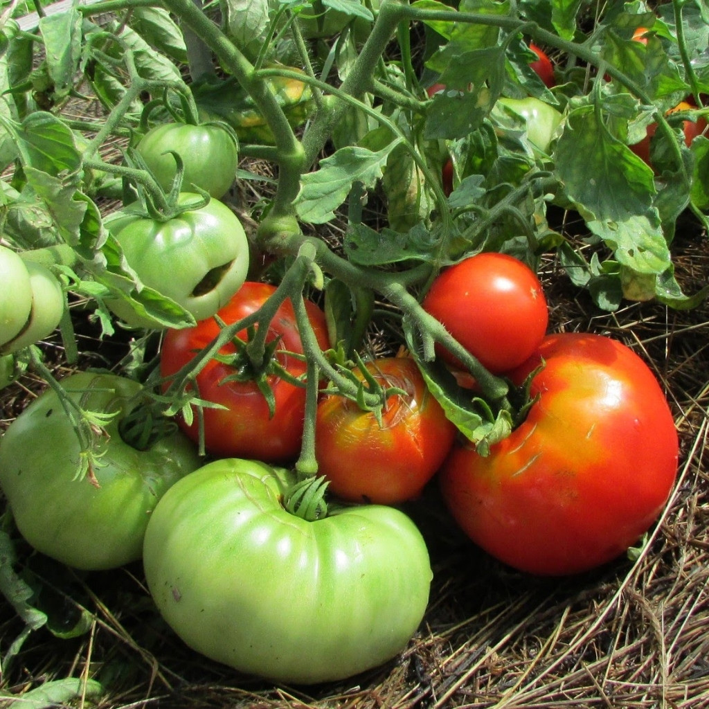 Tomato seeds Mongolian Dwarf - 10