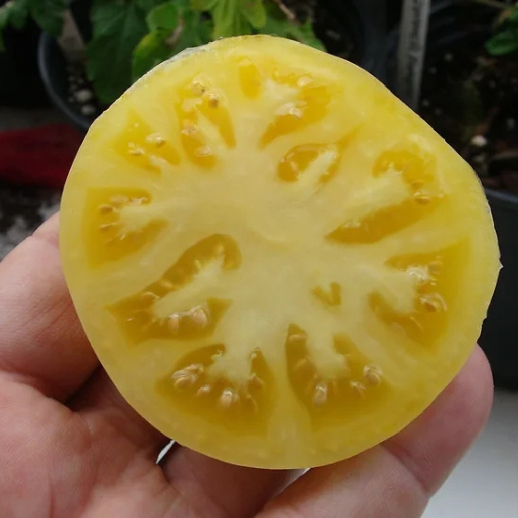 Tomato seeds Dwarf CC McGee - 10