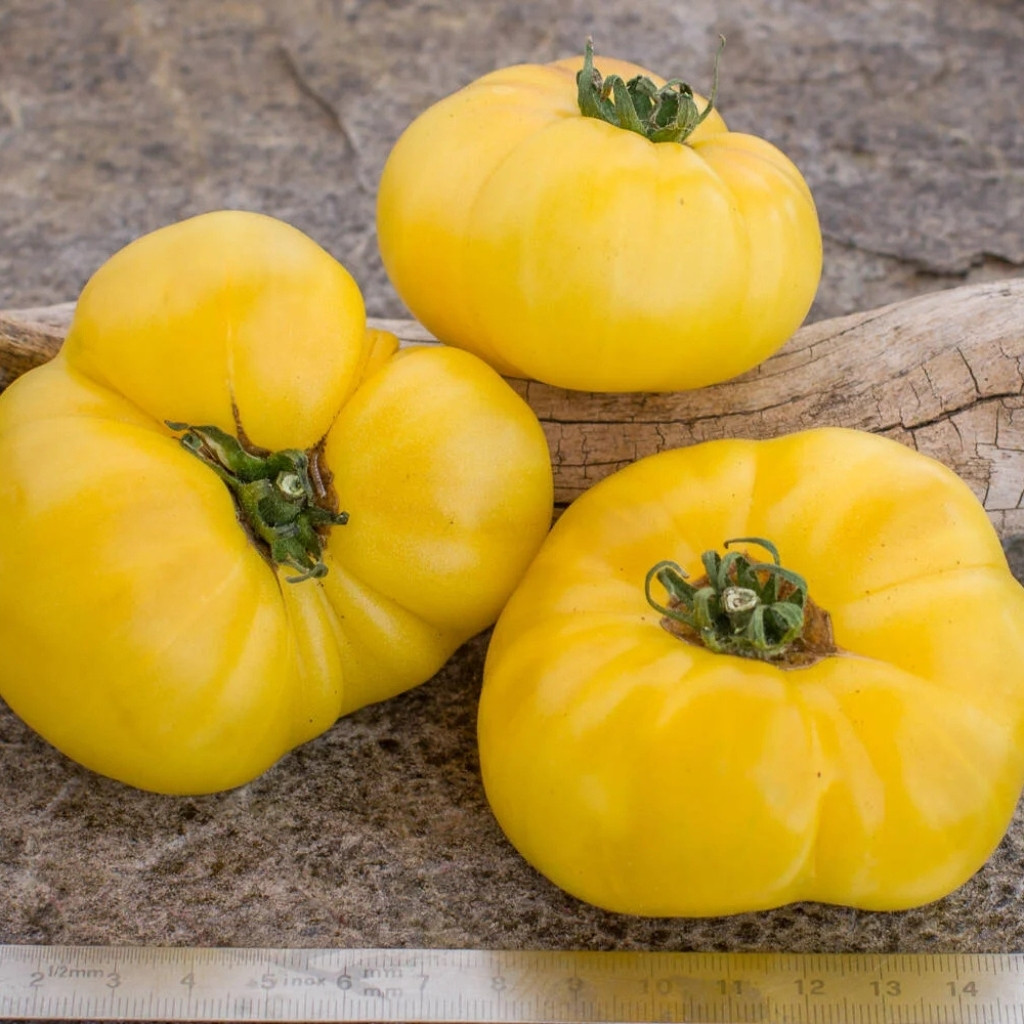 Tomato seeds Dwarf CC McGee - 10