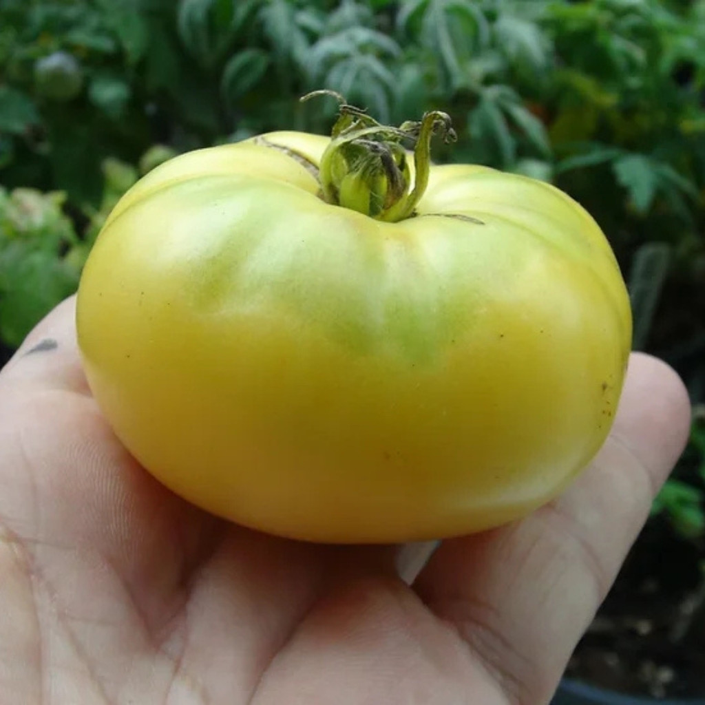 Tomato seeds Dwarf CC McGee - 10
