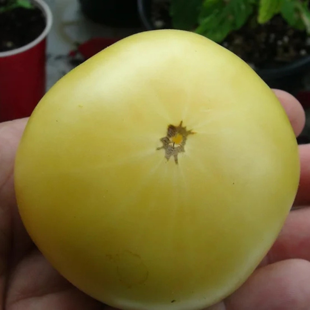 Tomato seeds Dwarf CC McGee - 10