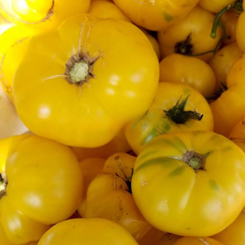 Tomato seeds Dwarf CC McGee - 10
