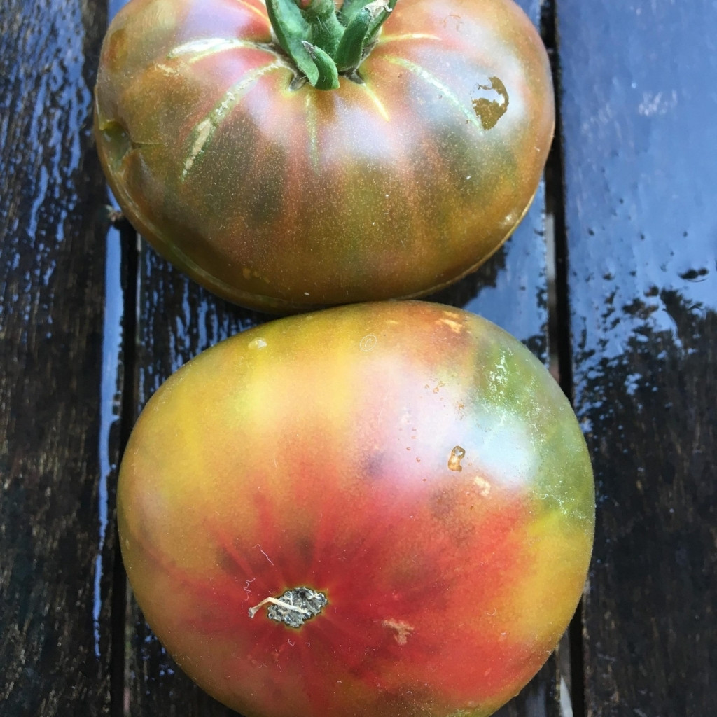 Tomato seeds Kozula 72 - 10