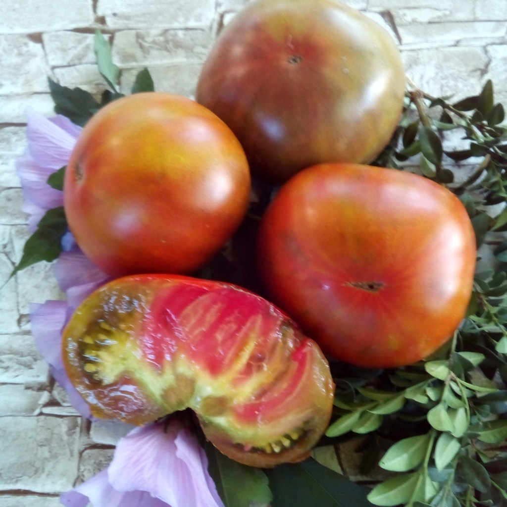 Tomato seeds Kozula 72 - 10
