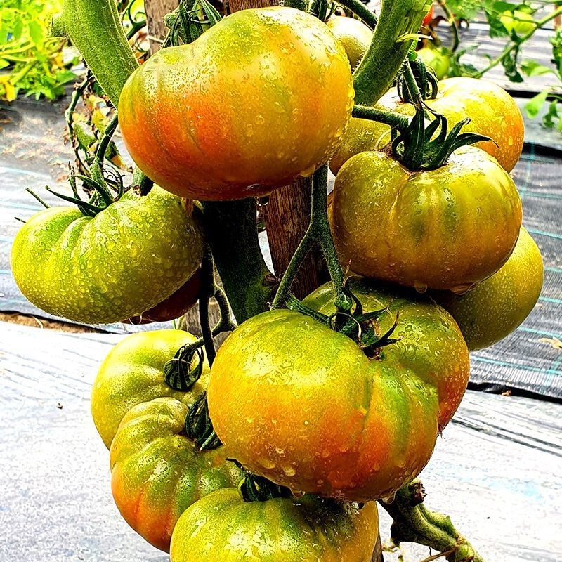 Tomato seeds Kozula 72 - 10