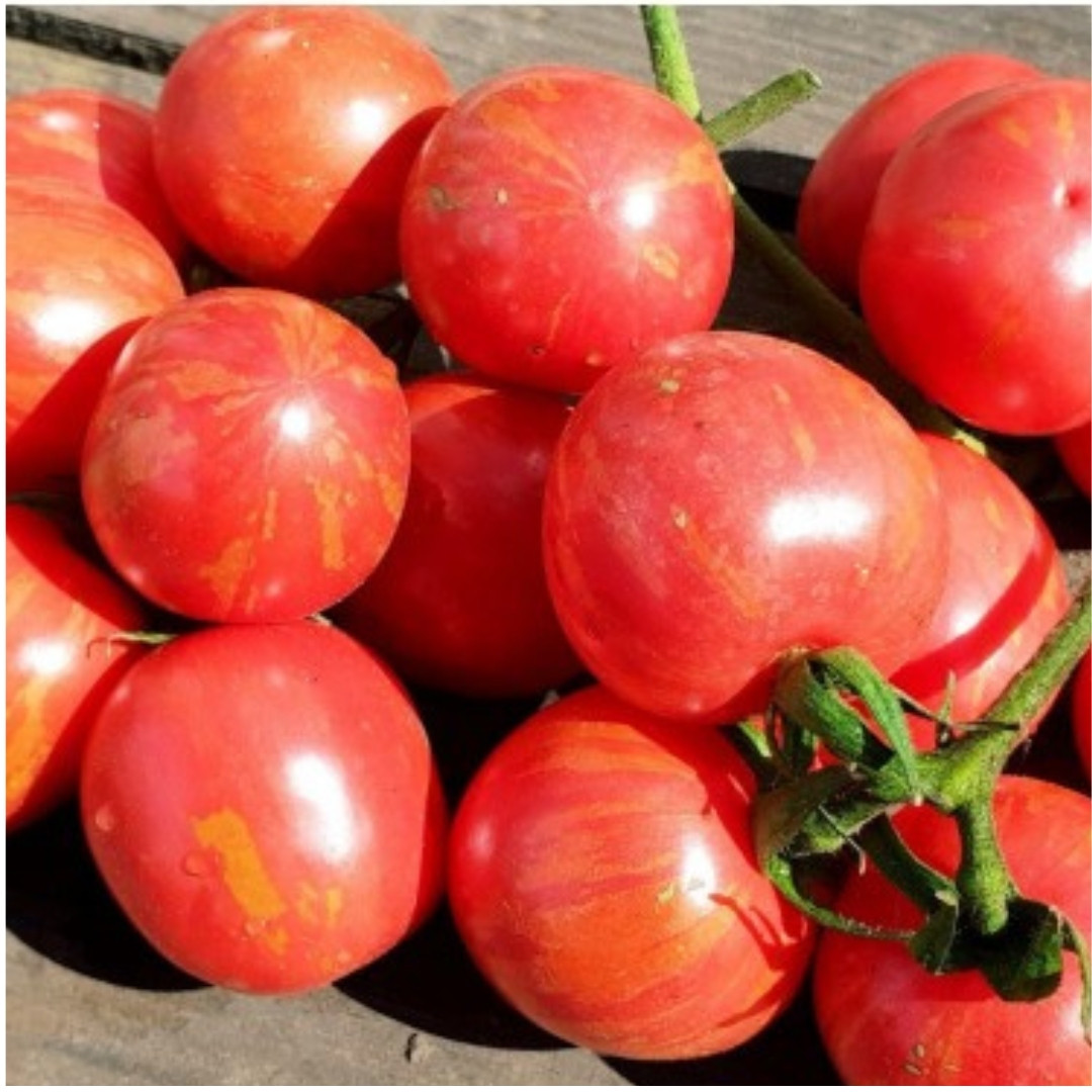 Tomato Seeds Strawberry Tiger, Tigerella - 10
