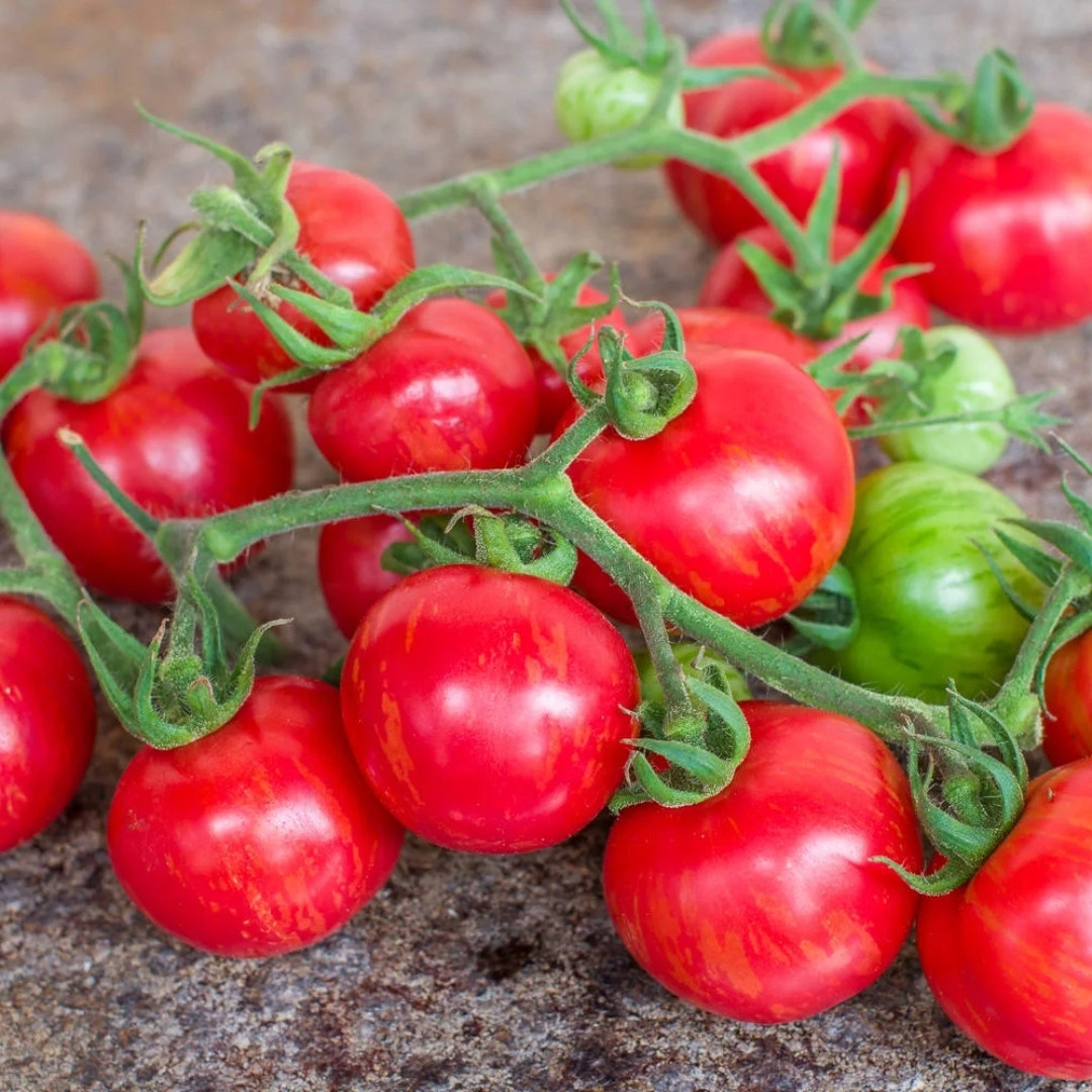 Tomato Seeds Strawberry Tiger, Tigerella - 10