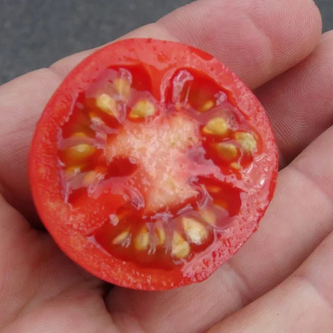 Tomato Seeds Strawberry Tiger, Tigerella - 10