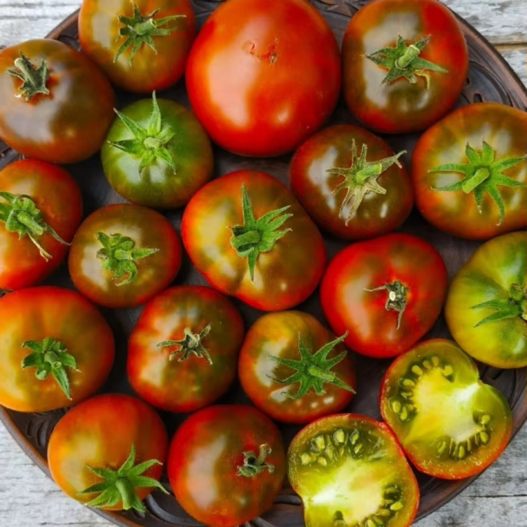 Tomato seeds gnome pit viper - 10
