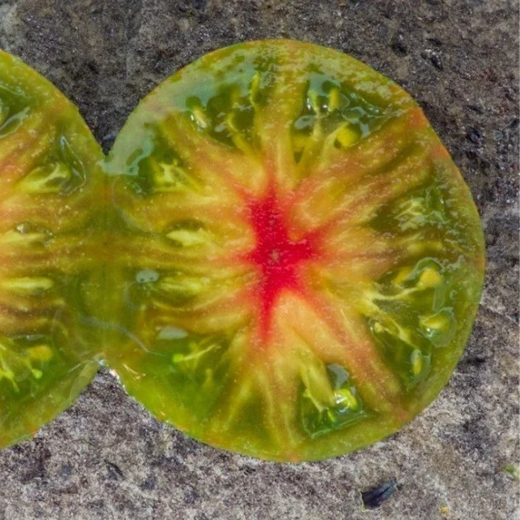 Tomato seeds gnome pit viper - 10