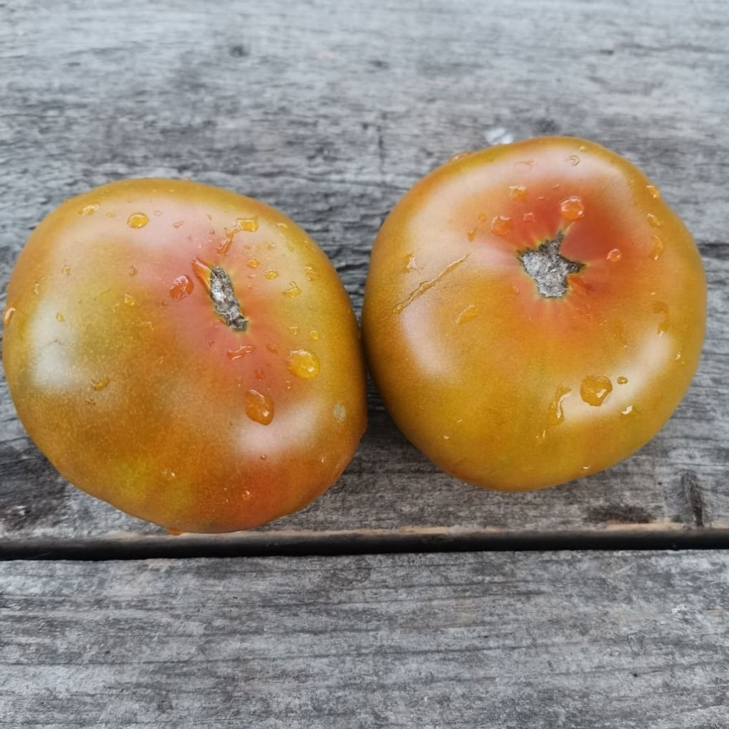 Tomato seeds gnome pit viper - 10