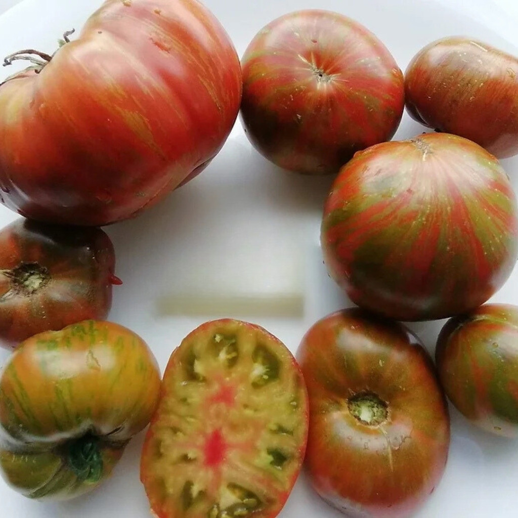 Tomato seeds gnome pit viper - 10