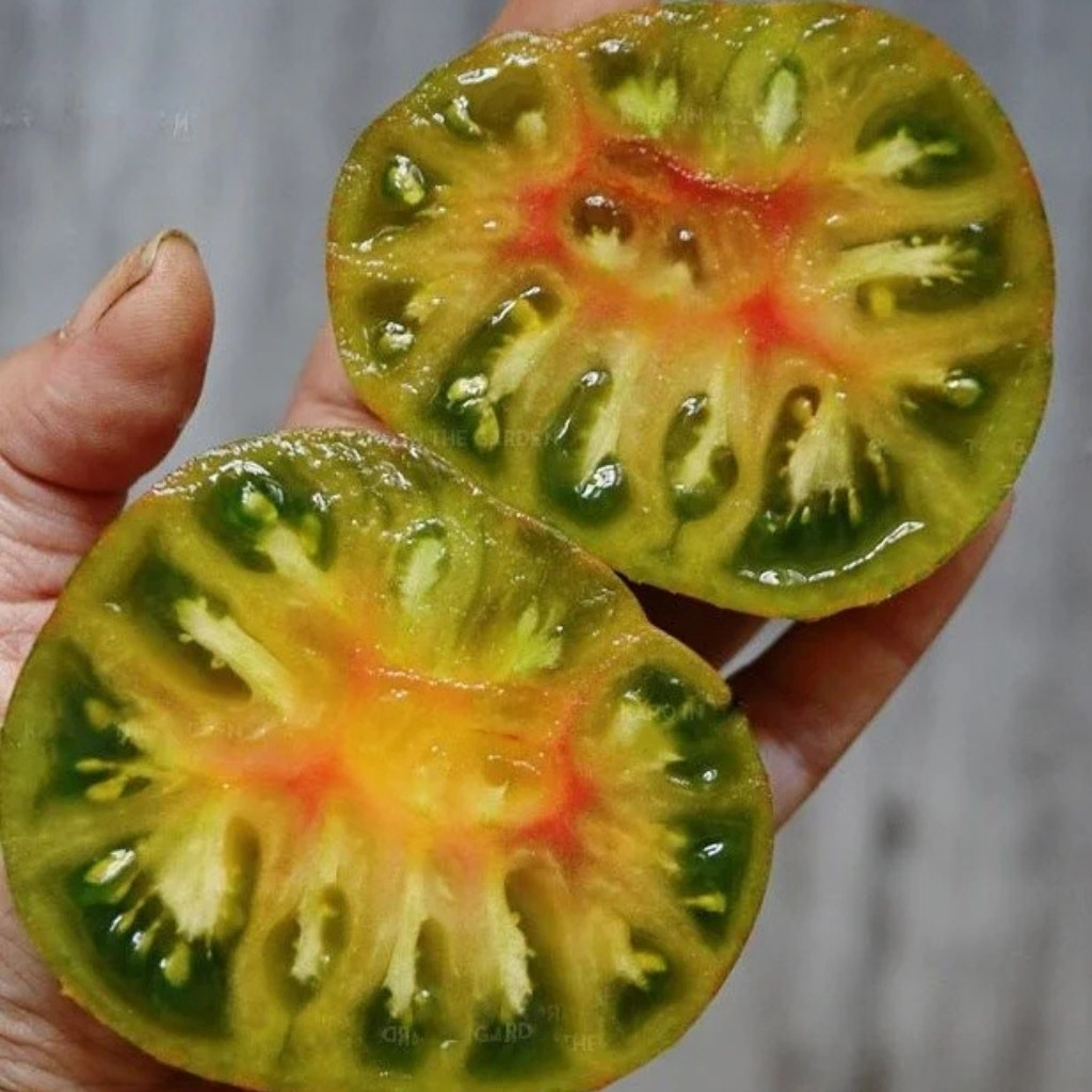 Tomato seeds gnome pit viper - 10