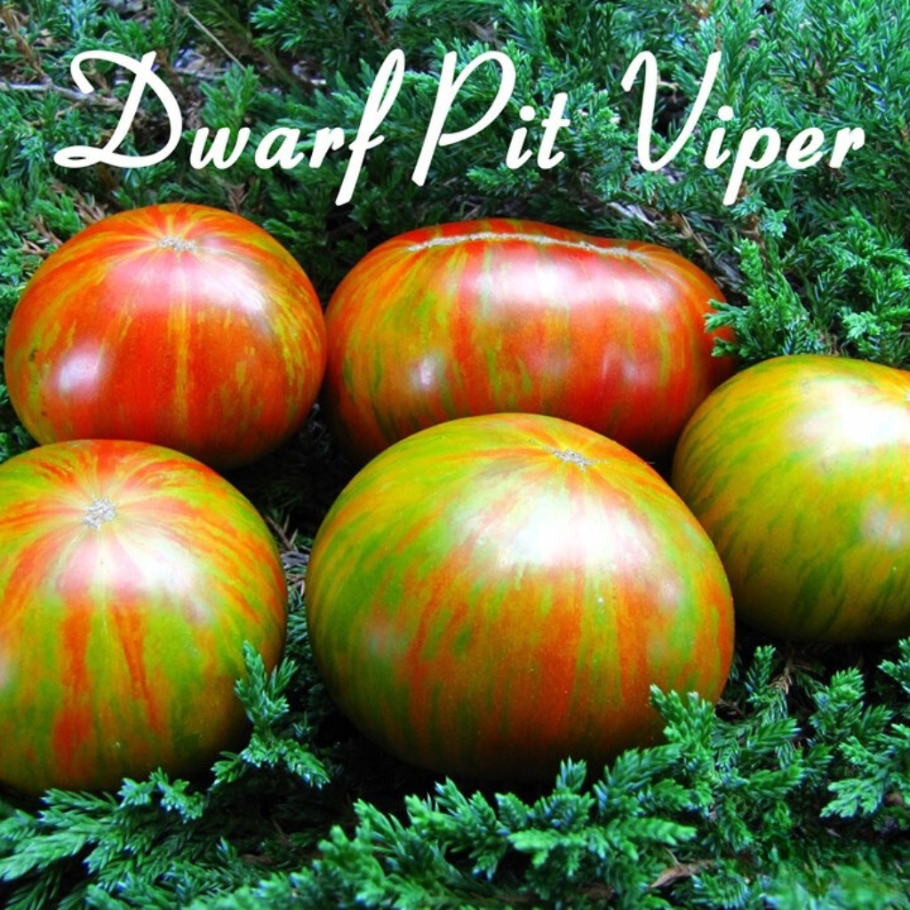 Tomato seeds gnome pit viper - 10
