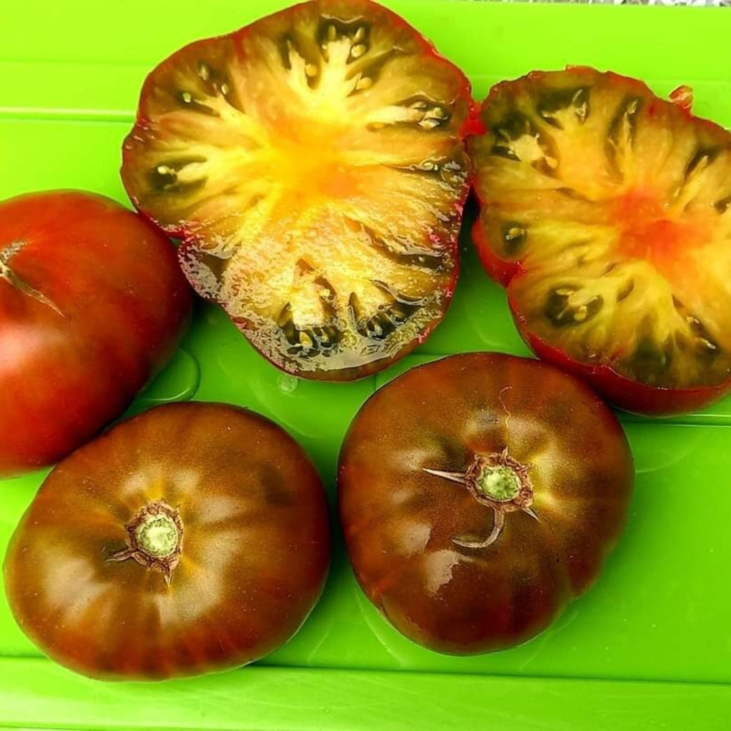 Tomato seeds gnome pit viper - 10