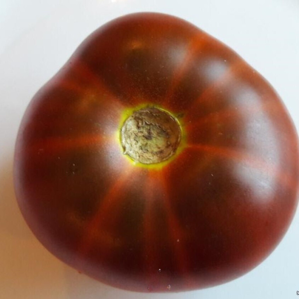 Tomato seeds mulatto - 10