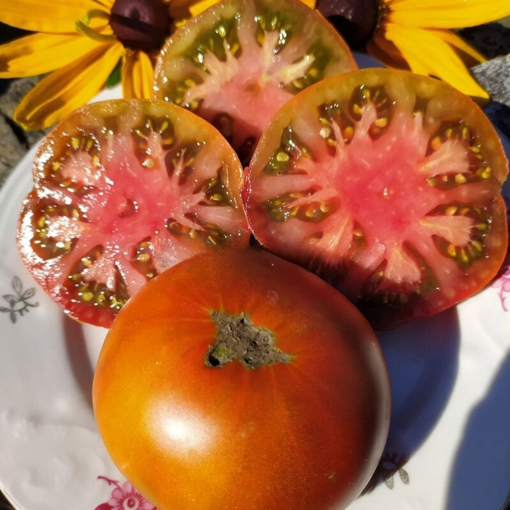 Tomato seeds mulatto - 10