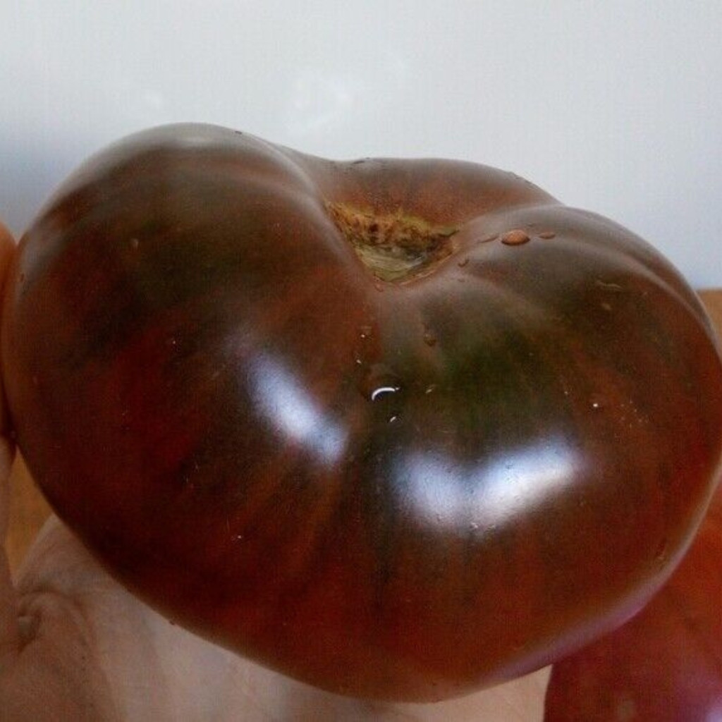 Tomato seeds mulatto - 10