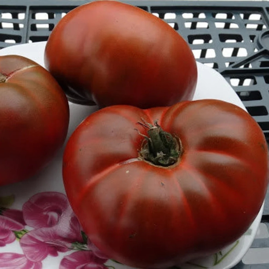 Tomato seeds mulatto - 10