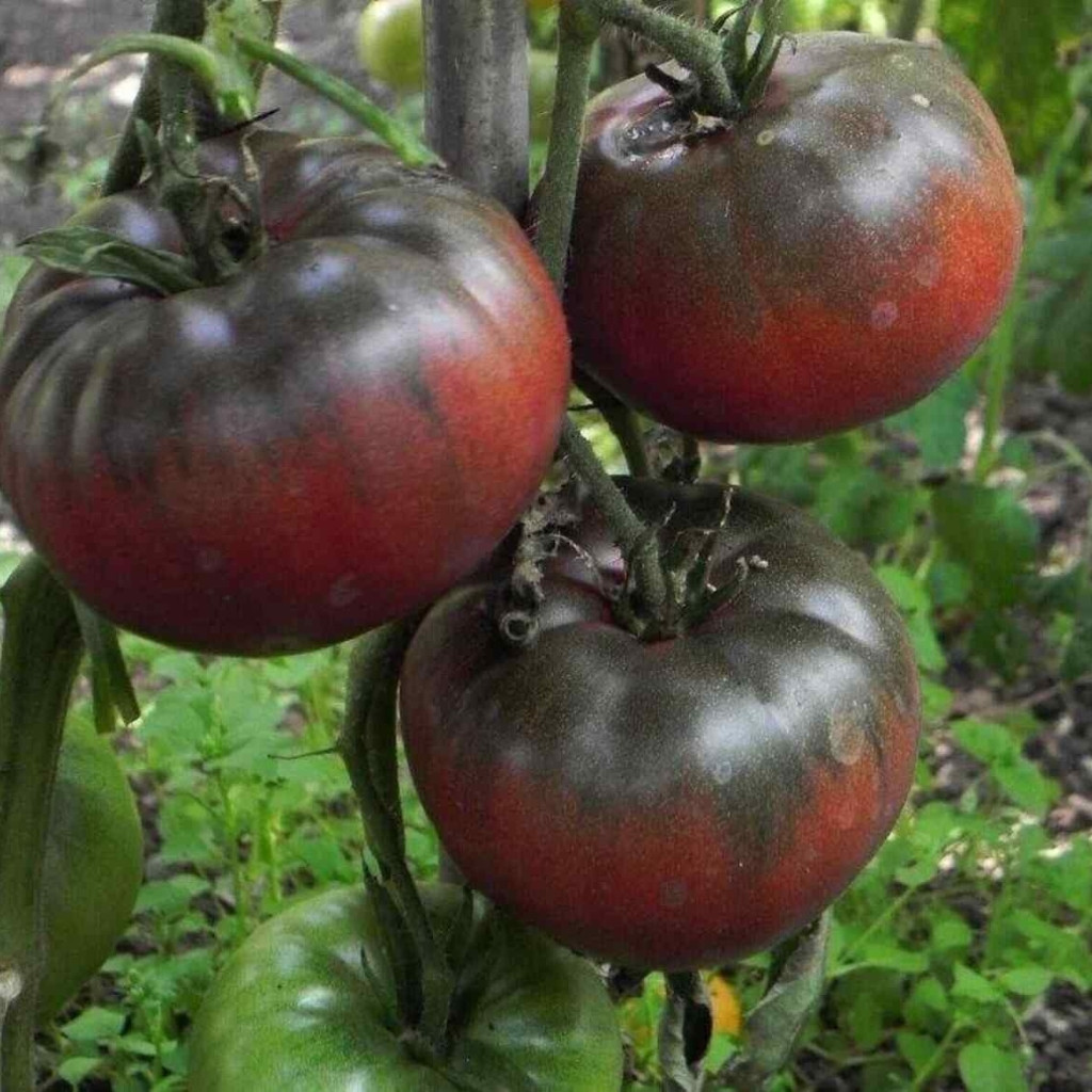 Tomato seeds mulatto - 10