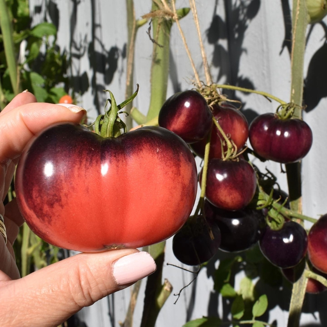 Tomato Seeds Amethyst Jewel - 10