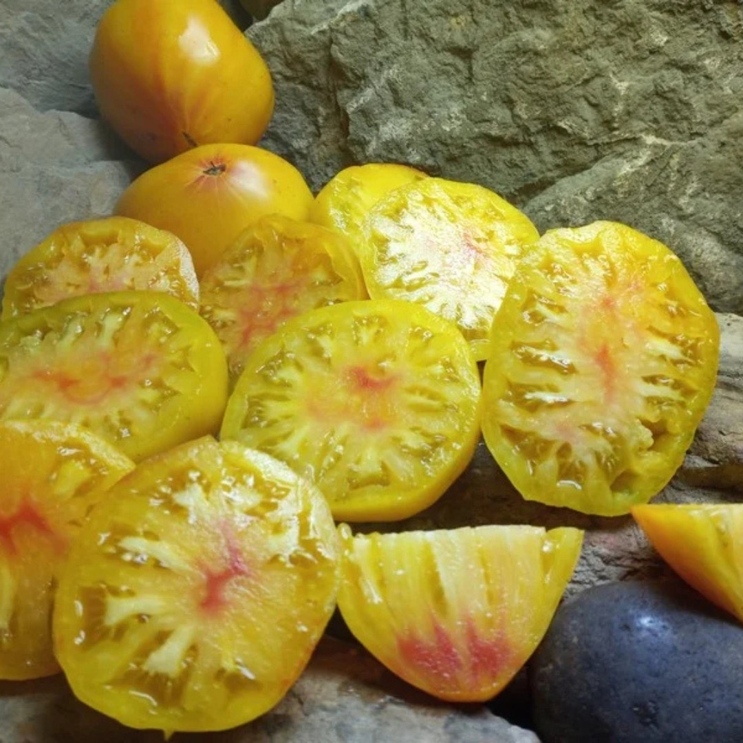 Tomato Seeds Orange Russian 117 - 10