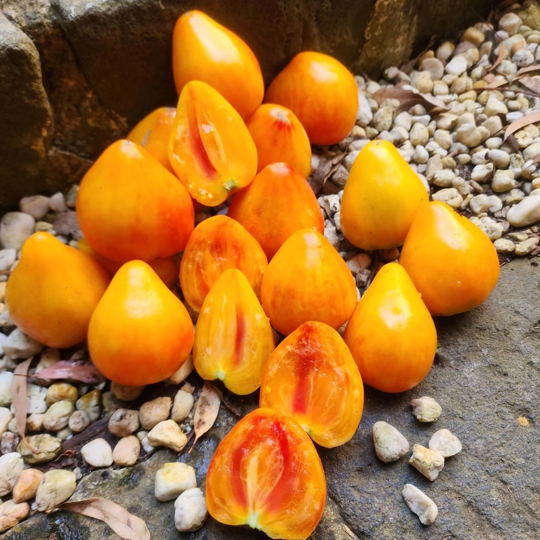 Tomato Seeds Orange Russian 117 - 10