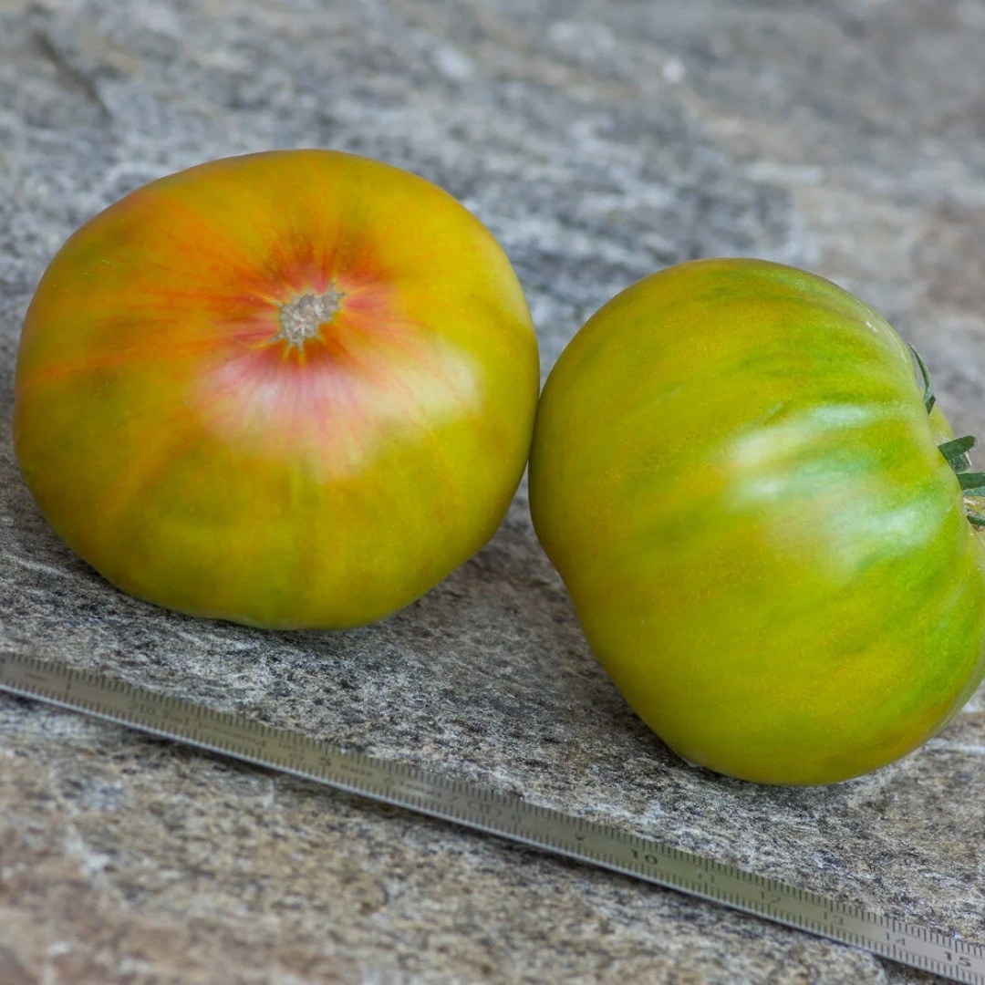 Tomato Seeds Jarson 7 - 10