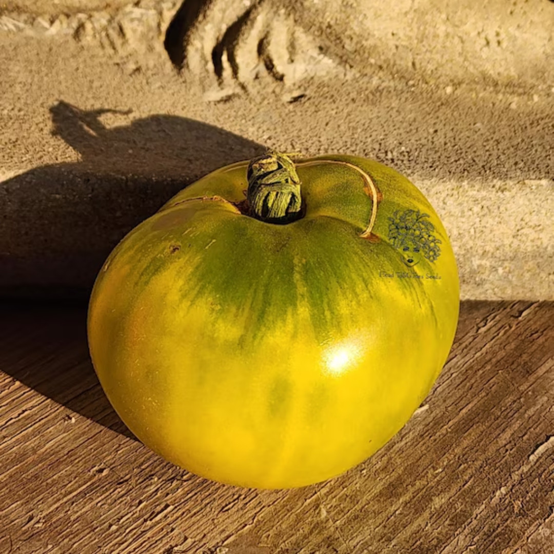 Tomato Seeds Jarson 7 - 10