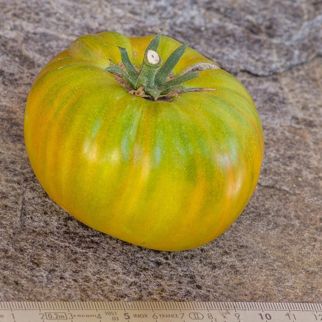 Tomato Seeds Jarson 7 - 10