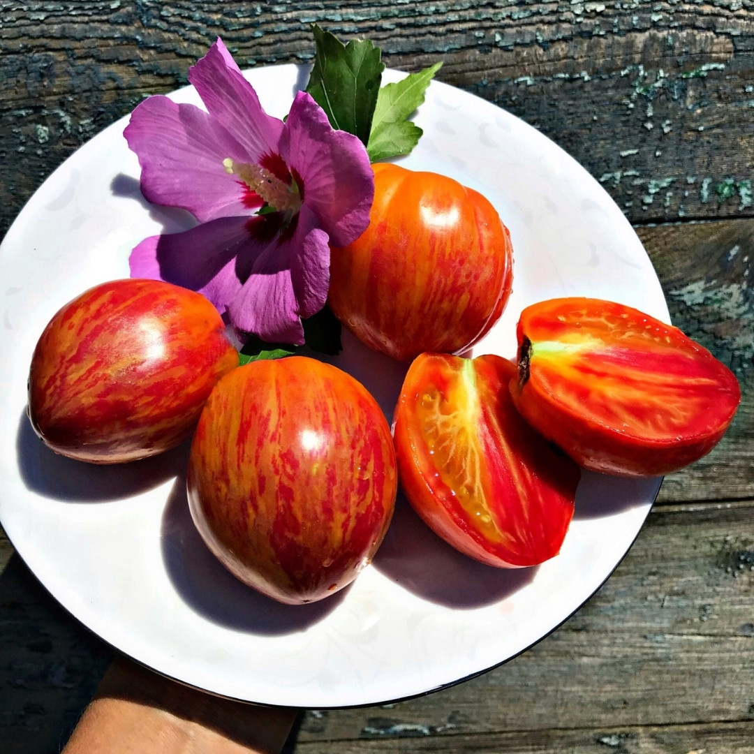 Tomato Seeds Kozula 141 - 10