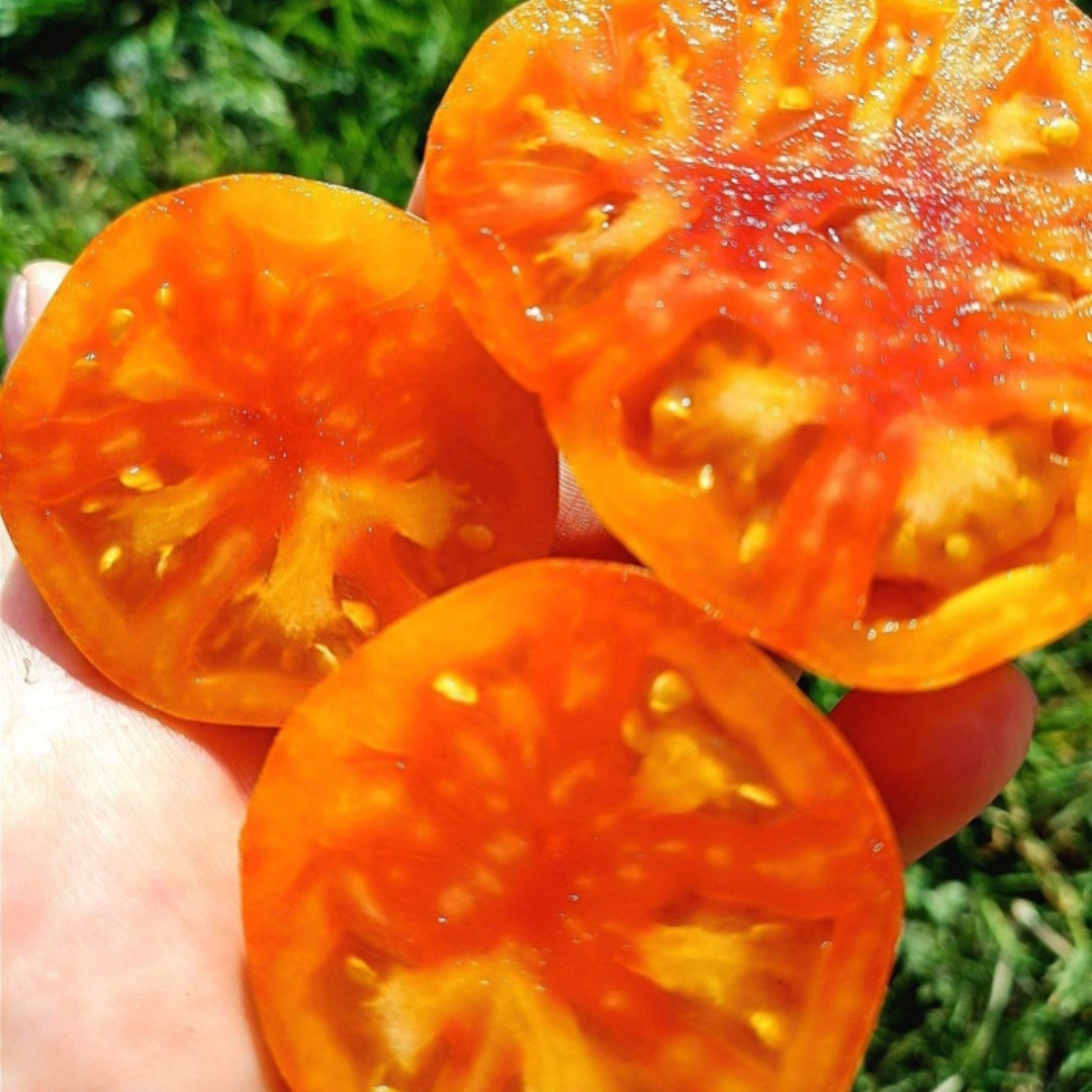 Tomato Seeds Kozula 141 - 10