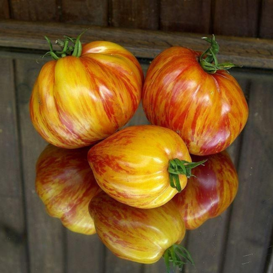Tomato Seeds Kozula 141 - 10