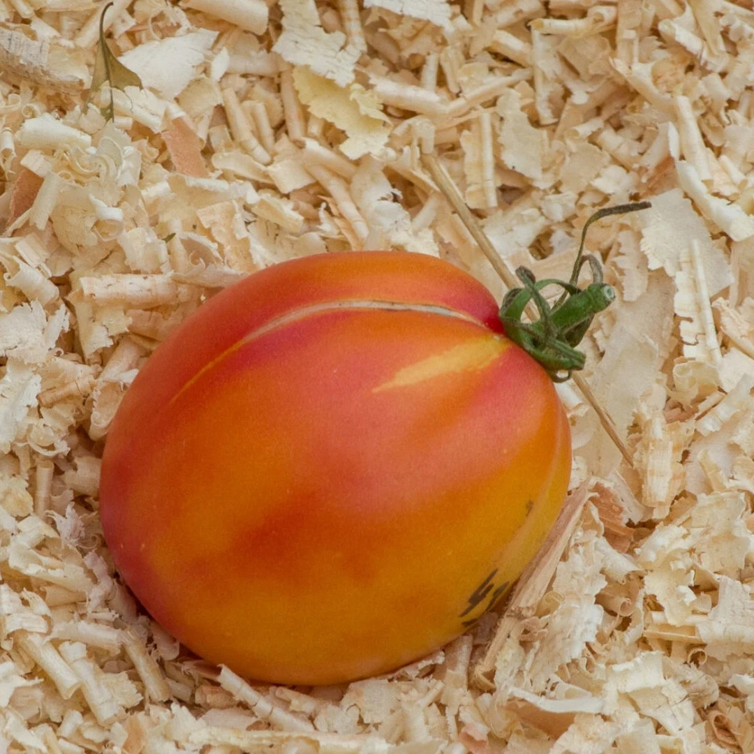 Tomato Seeds Kozula 141 - 10