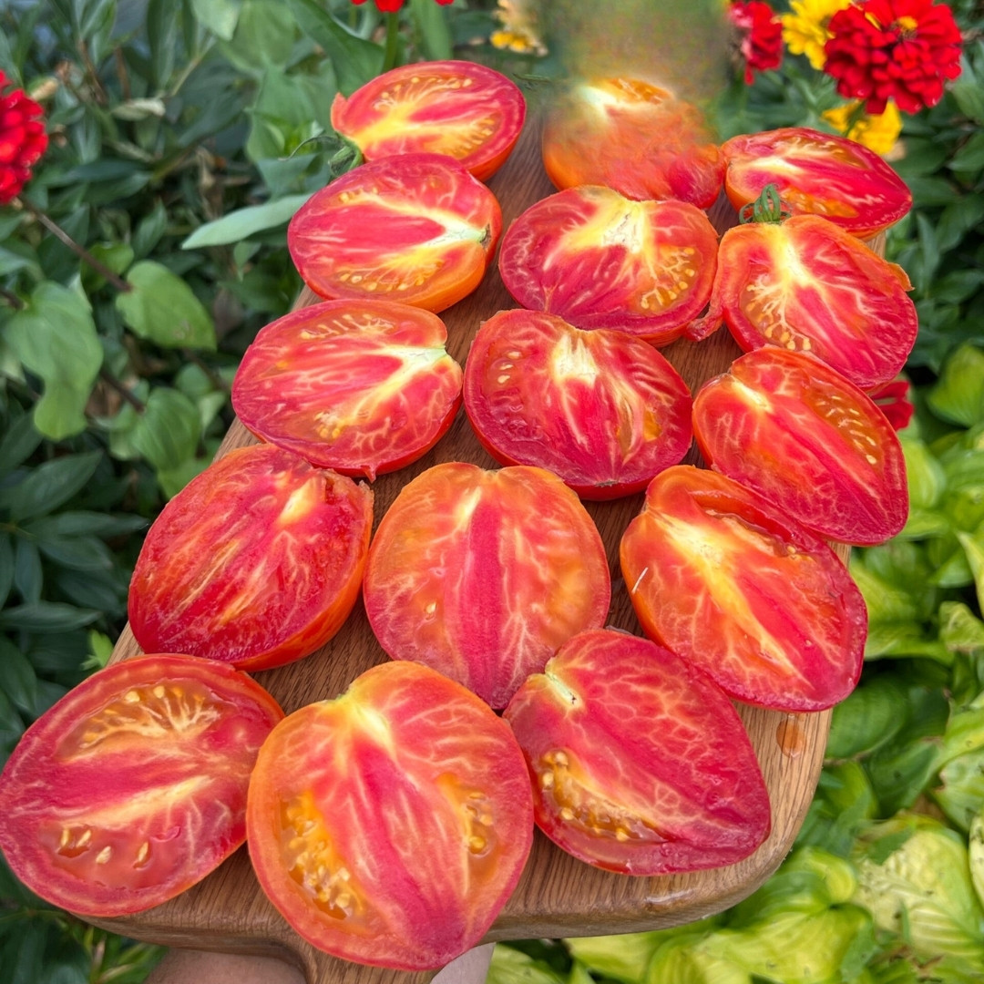 Tomato Seeds Kozula 141 - 10