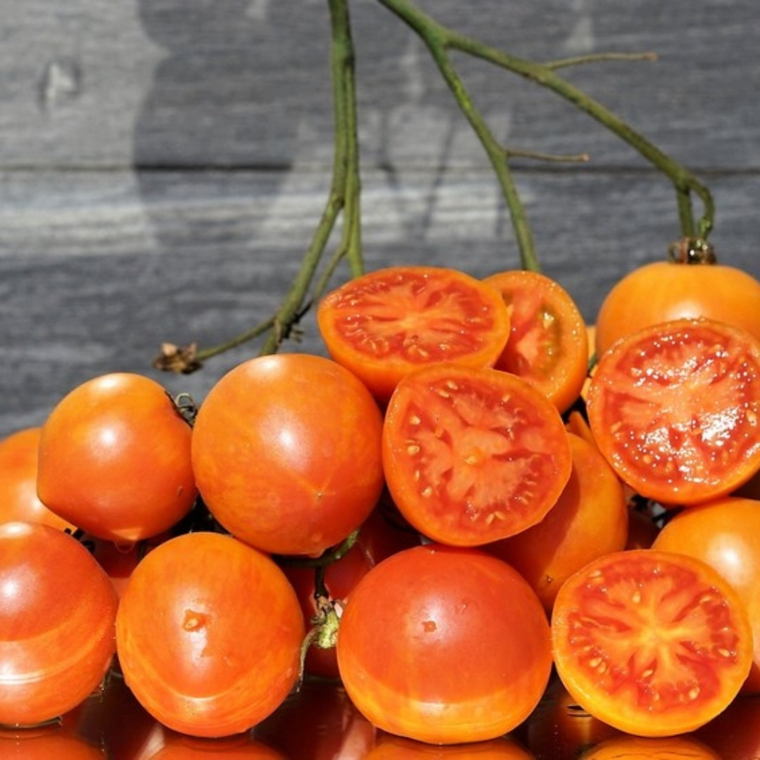 Tomato Seeds Kozula 141 - 10