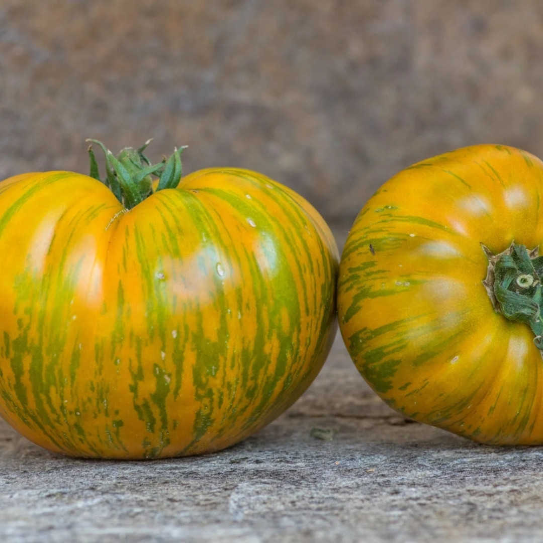 Tomato Seeds Kozula 179 (Zebra Zotta) - 10