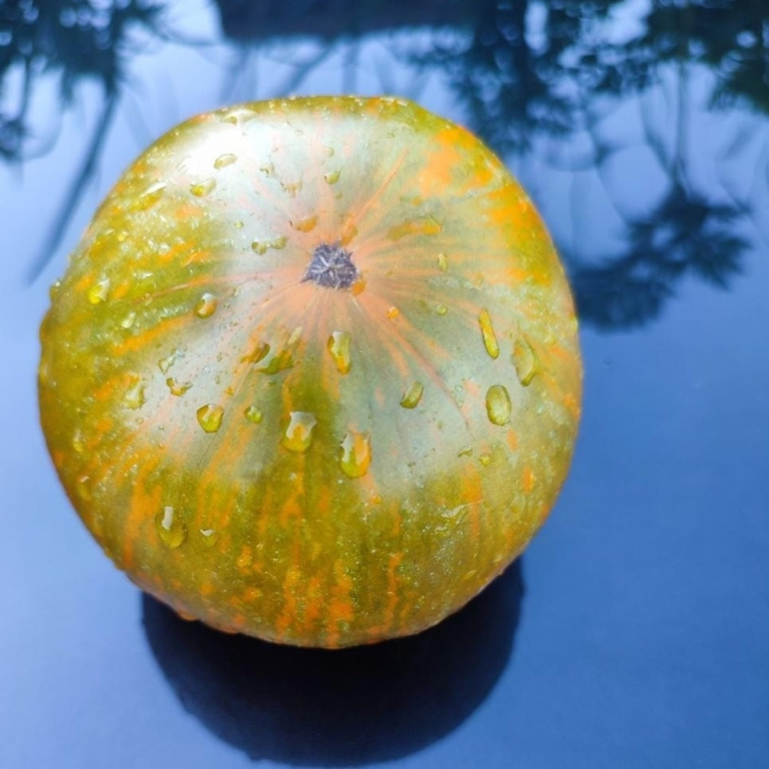 Tomato Seeds Kozula 179 (Zebra Zotta) - 10