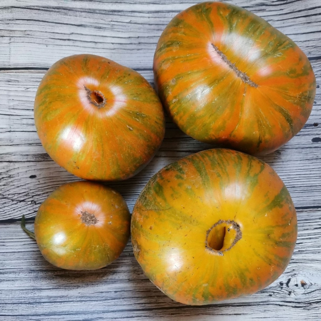 Tomato Seeds Kozula 179 (Zebra Zotta) - 10