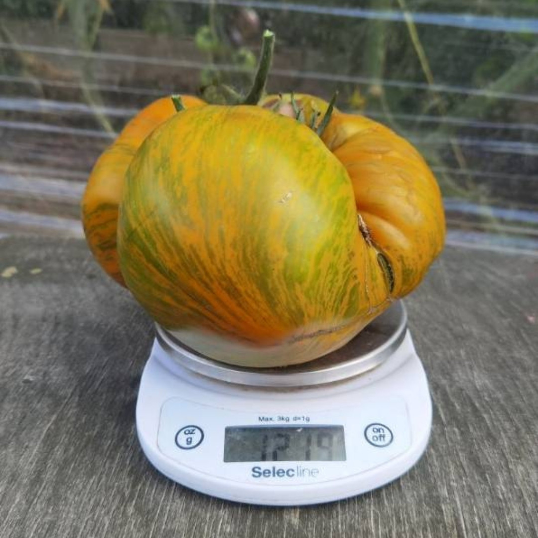 Tomato Seeds Kozula 179 (Zebra Zotta) - 10
