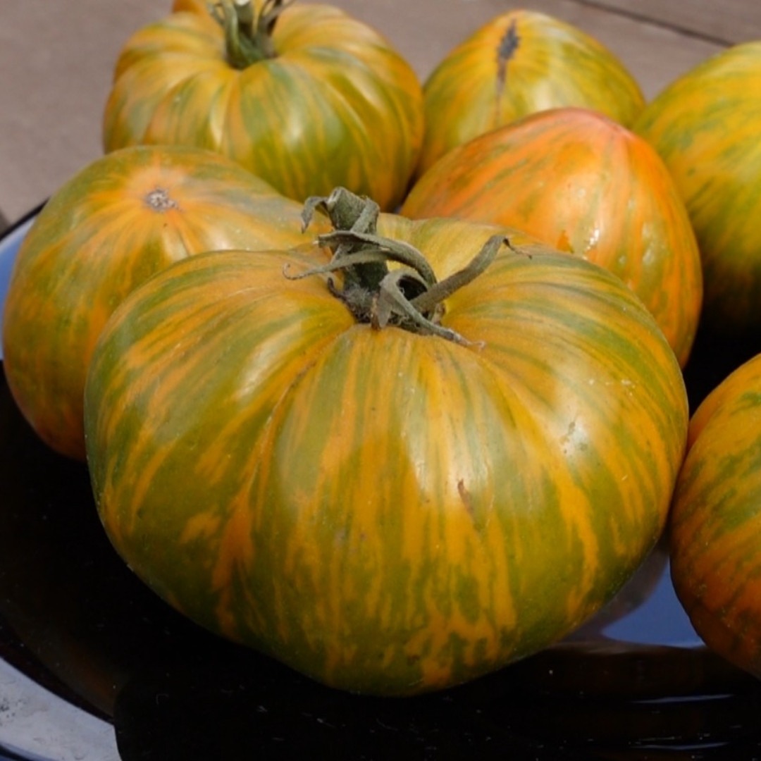 Tomato Seeds Kozula 179 (Zebra Zotta) - 10