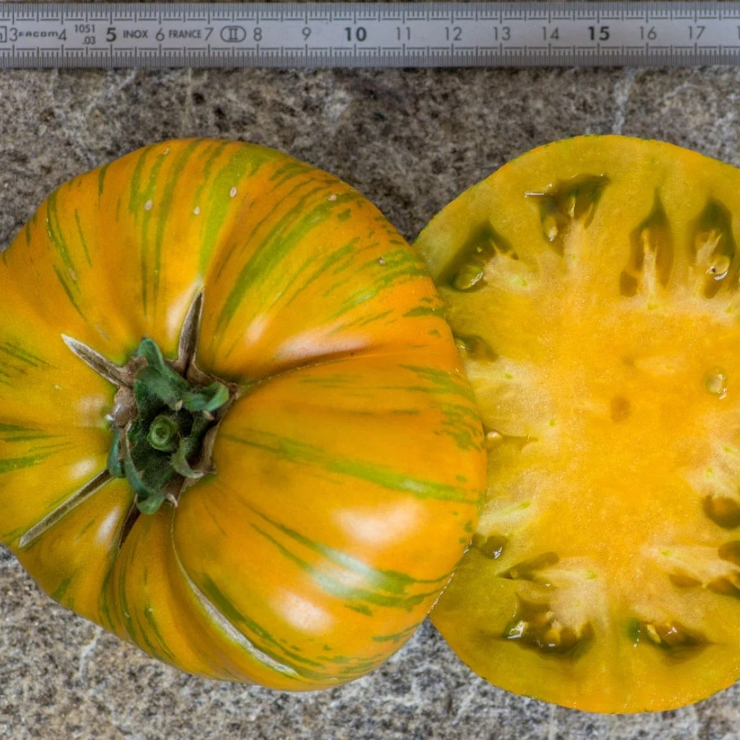 Tomato Seeds Kozula 179 (Zebra Zotta) - 10