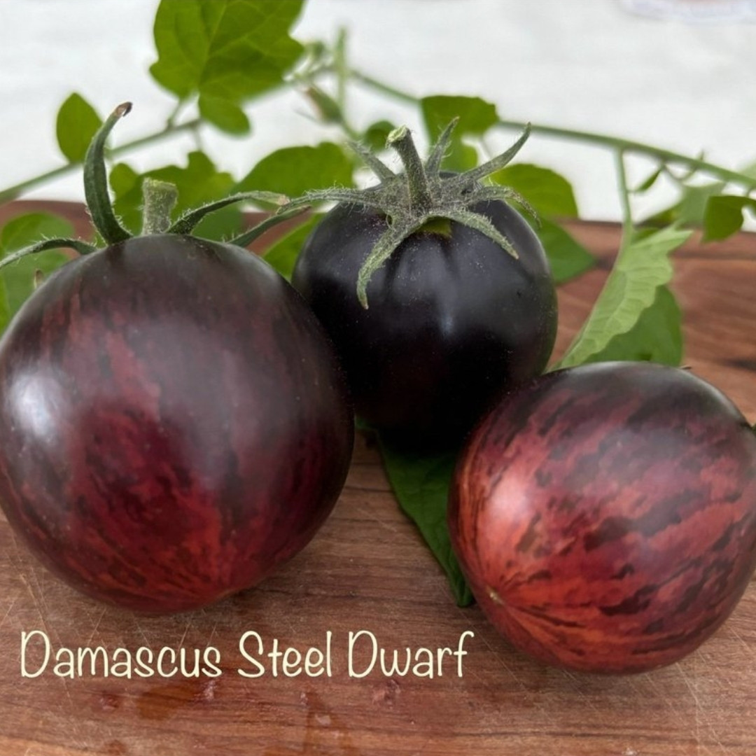 Tomato Seeds Damascus Steel Dwarf - 10