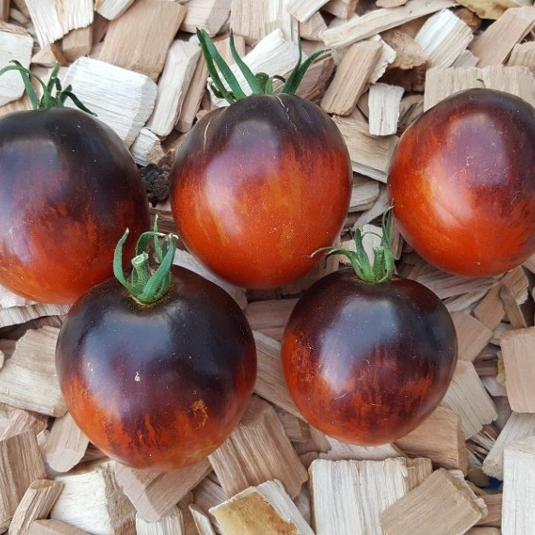 Tomato Seeds Damascus Steel Dwarf - 10