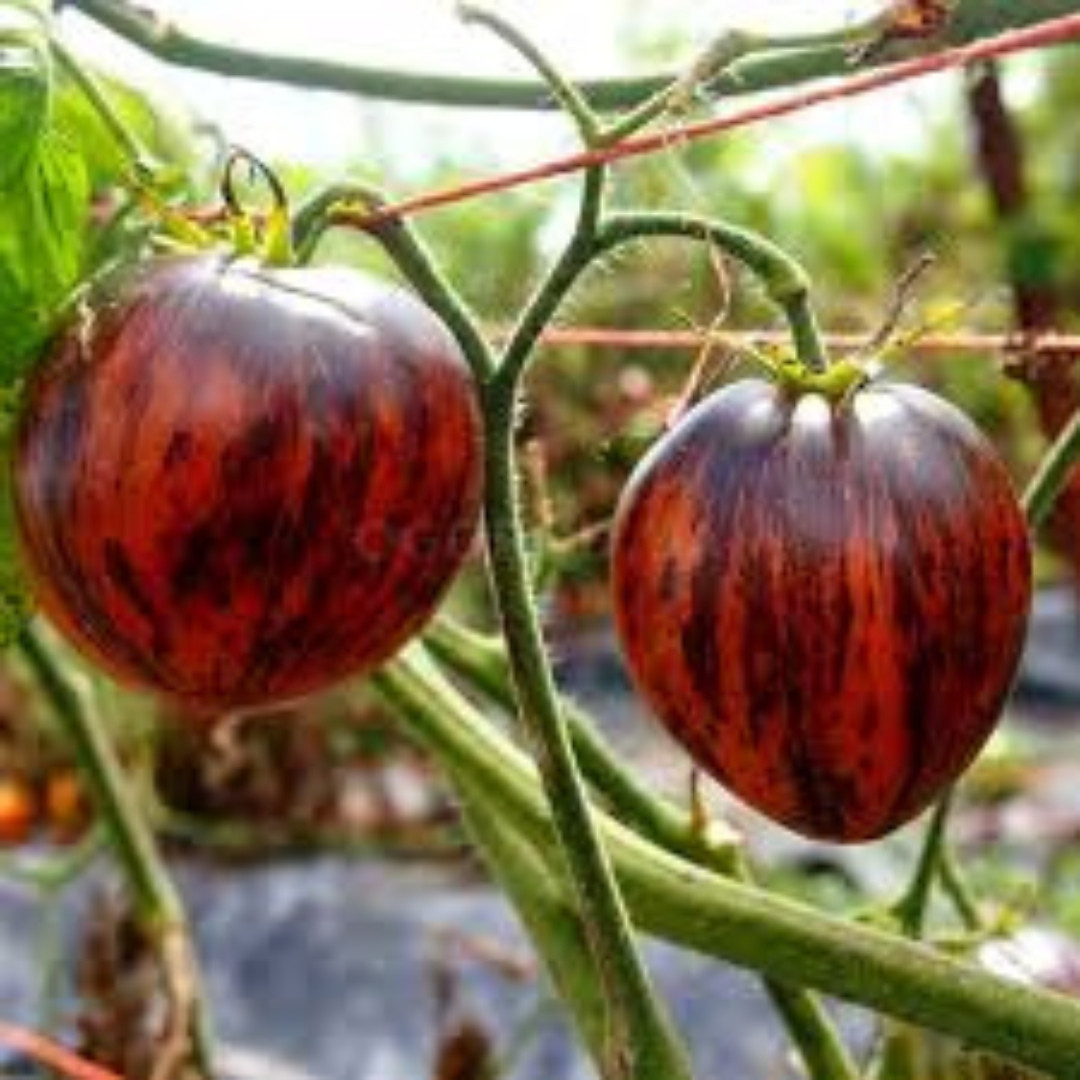 Tomato Seeds Damascus Steel Dwarf - 10
