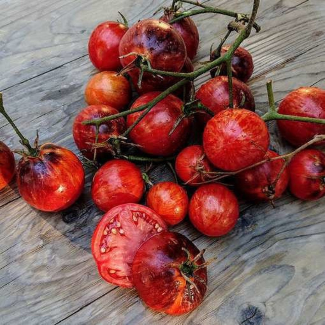 Tomato Seeds Damascus Steel Dwarf - 10